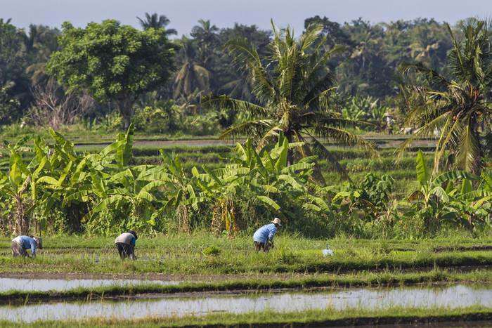 种植农作物水稻的农民图片