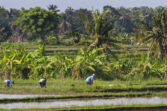 种植农作物水稻的农民