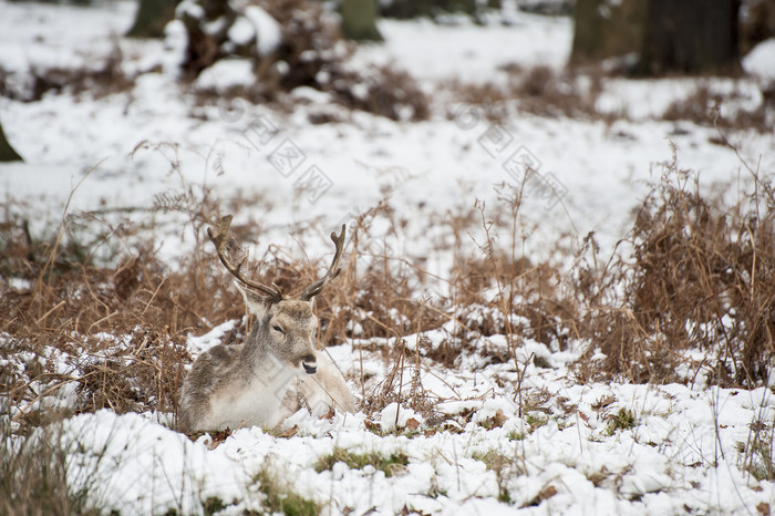简约风格在雪地中的鹿摄影图