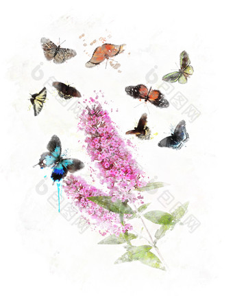 清新风蝴蝶和花摄影图