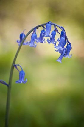 一枝小花