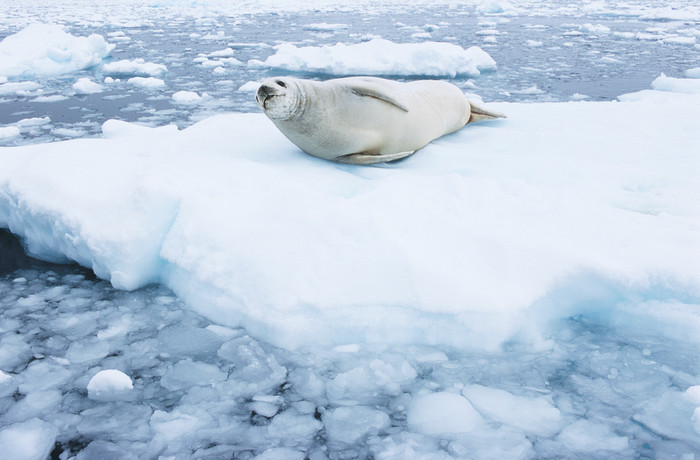 蓝色调冰上的海豹摄影图