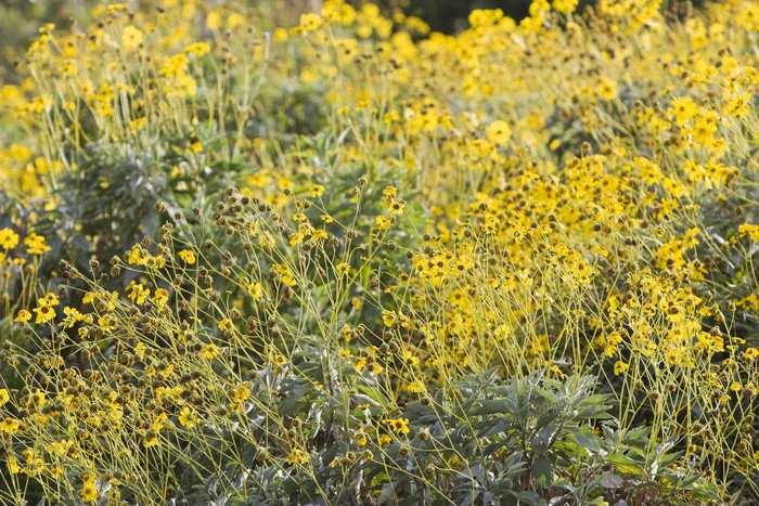 秋季黄色野花摄影图