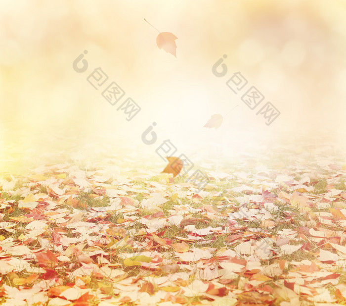 秋季落下的树叶叶子