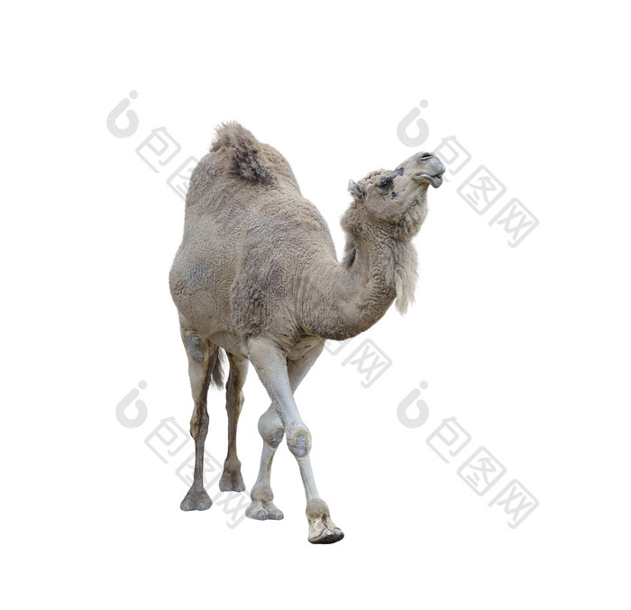 行走的灰色骆驼摄影图