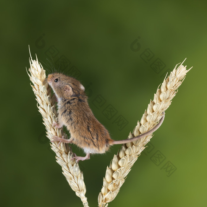 爬在麦穗上的小老鼠