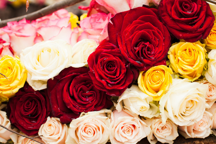 美丽的多彩玫瑰花