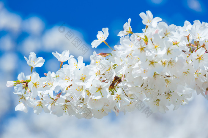 白色花朵花枝植物