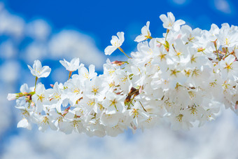 白色花朵花枝植物