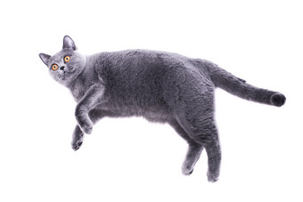 灰色<strong>小猫</strong>动物摄影图