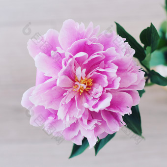 粉色<strong>鲜花</strong>花枝植物摄影图