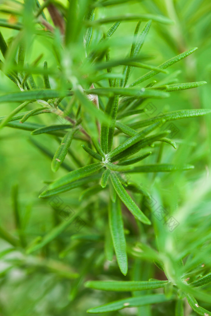 新鲜的绿色植物摄影图