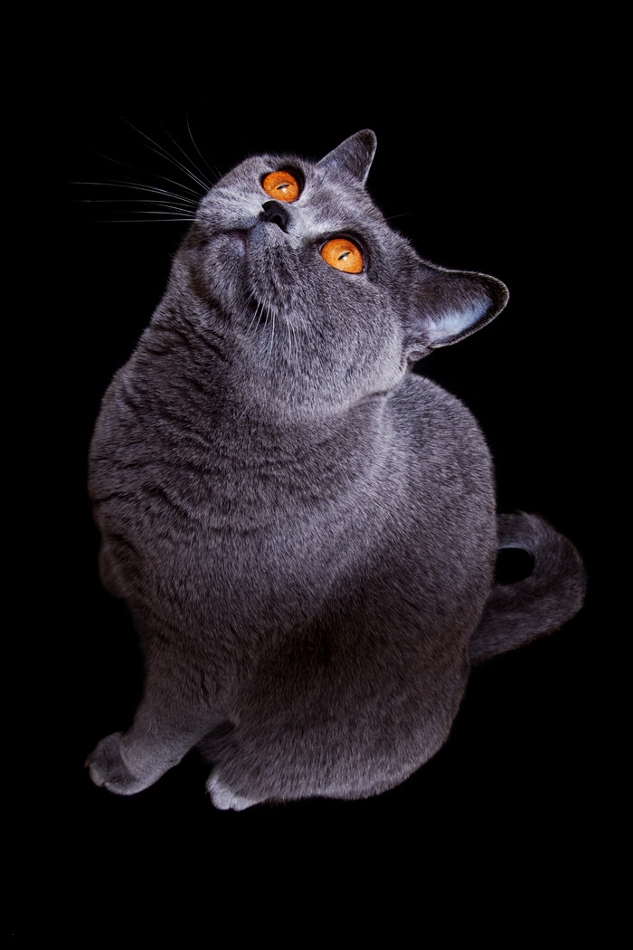灰色猫咪坐着仰头图片