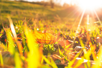 阳光下山坡草坪摄影图