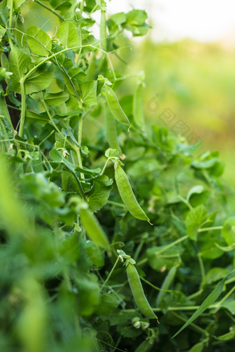 新鲜蔬菜豌豆荚摄影图
