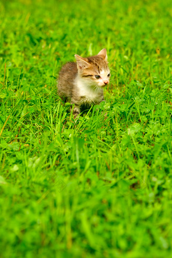 草坪上的小猫咪摄影图