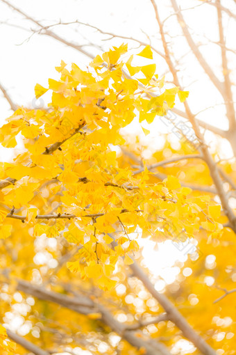 简约树上的黄叶摄影图