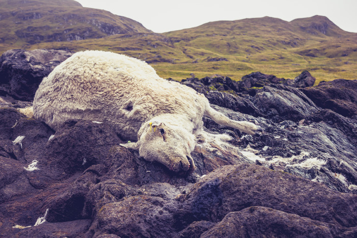 简约死亡的山羊摄影图