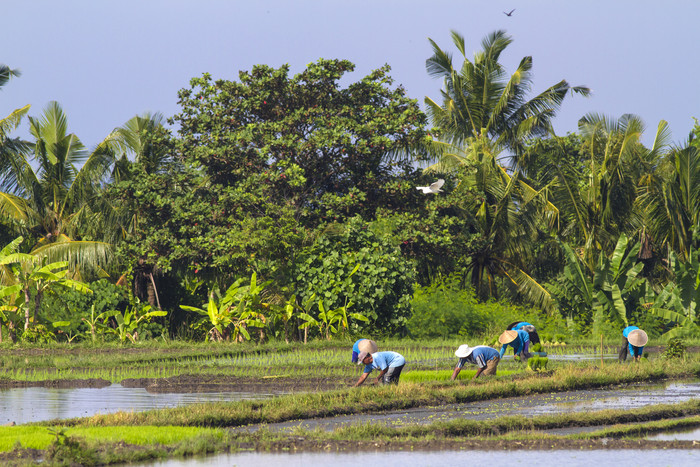 种植水稻插秧的农民