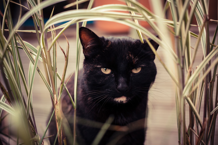 杂草中的黑猫摄影图