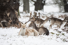 简约风在雪地中的鹿摄影图