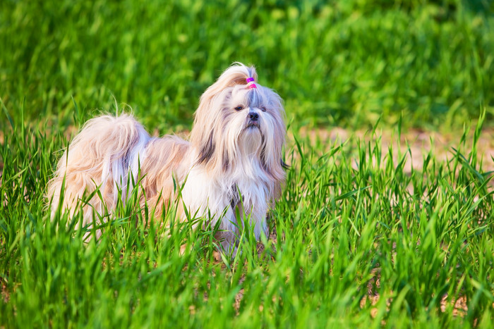 绿色调草地中的狗摄影图