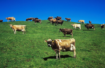 简约草地上的牛群摄影图