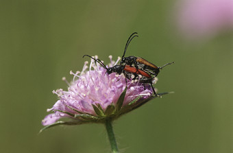 粉色<strong>花枝</strong>上的昆虫