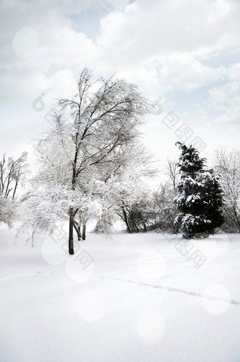 简约冬天的树摄影图