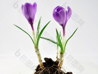 清新风紫色小花摄影图
