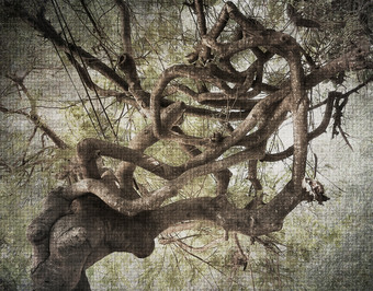 复古风大树摄影图