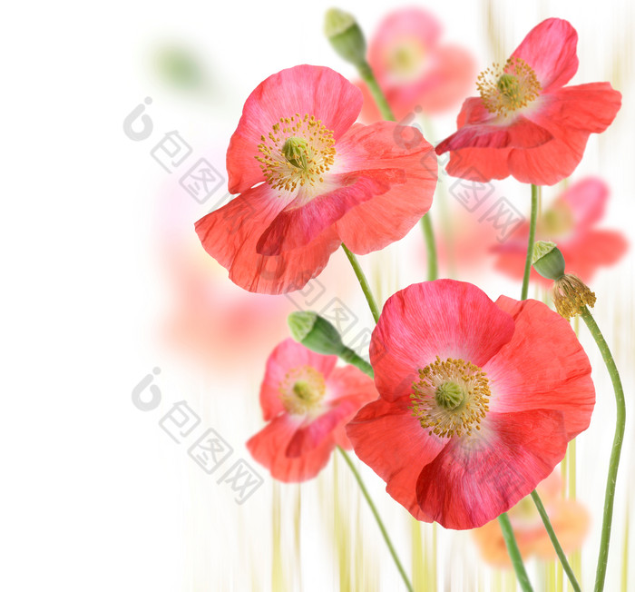 清新风红色花朵摄影图