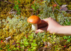 野外可爱小蘑菇摄影图