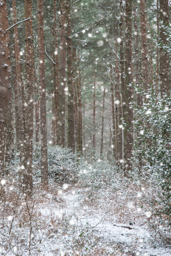 冬天下雪的树林摄影图