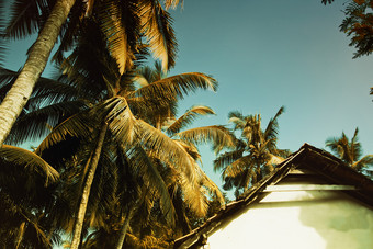 热带植物椰子树摄影图