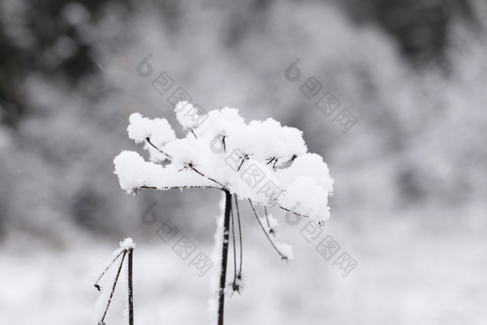 冬天花枝上的积雪