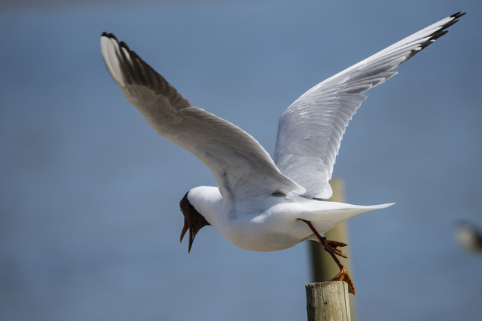 展翅飞翔的海鸥摄影图