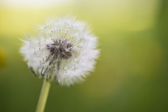 开花的蒲公英摄影图