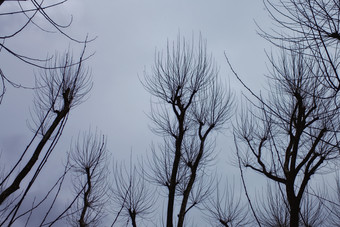 暗色调小树林中摄影图