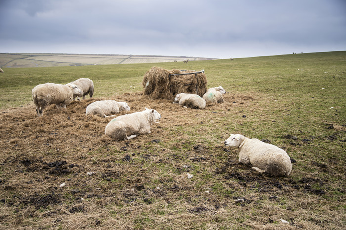 暗色调牧场羊群摄影图
