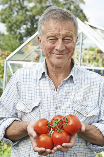 浅色调采摘西红柿的老人摄影图