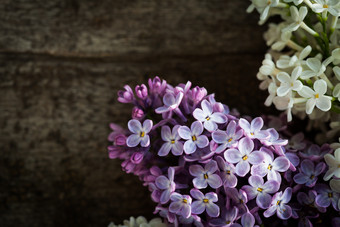 紫色小花花枝花卉