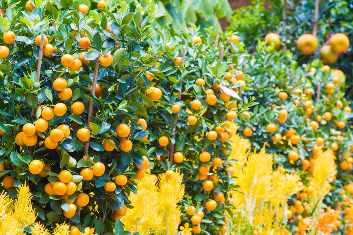 农业桔子树丰收季节树木果实水果