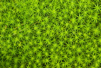 绿色调小植物叶子摄影图