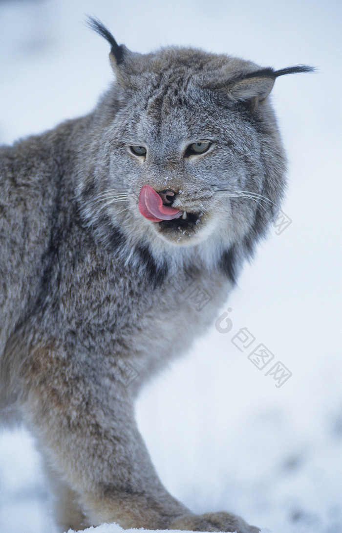 野生动物猞猁