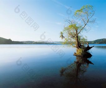 湖水中的树木摄影图