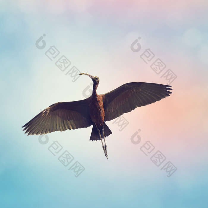 炫彩空中的大鸟摄影图