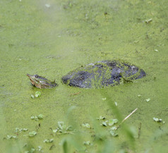 绿水池塘中的乌龟