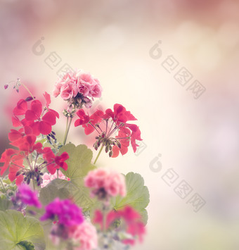 天竺葵花朵摄影图