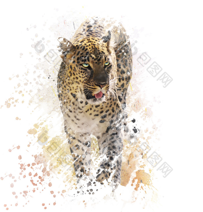 水彩花豹豹子摄影图
